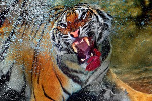 猛虎潛水中撲食 來勢洶涌