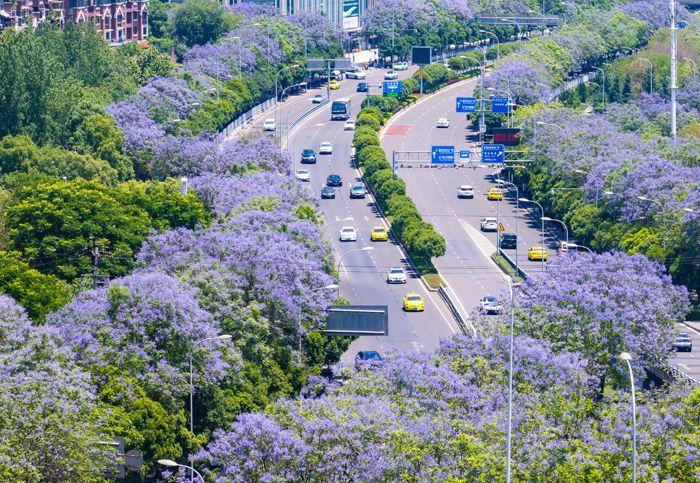 重慶藍(lán)花楹盛開(kāi) 城市道路變身“紫色花?！?>
     <p>重慶藍(lán)花楹盛開(kāi) 城市道路變身“紫色花?！?/p>
</a><a href=