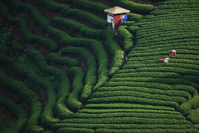 廣西賀州：20多萬(wàn)畝茶園進(jìn)入秋茶采摘期