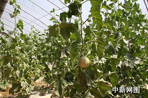 ˹M(jn)ǽ˻@ӡ׌ϡĲˡDʮBl(xing)(ni)ľGɫЙC(j)߲