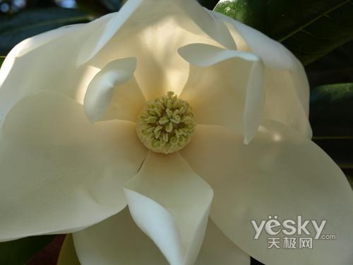 十一出游專業(yè)之選 市場(chǎng)熱門單反相機(jī)推薦