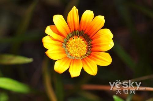 十一出游專業(yè)之選 市場熱門單反相機推薦